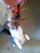 Jaune Tom & Mewsette Jaune Tom & Mewsette