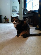 Mewsette Mewsette