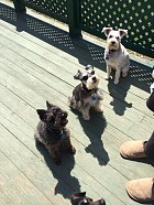 Tux, Fergie & Snickers Tux, Fergie & Snickers