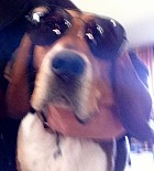 McGruff McGruff