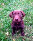 Murphy Murphy