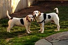 Izzy & Whitey Izzy & Whitey