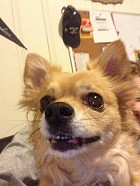 Chewy Chewy
